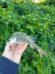 European Perch