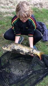 Common Carp