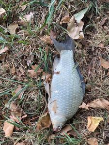 Crucian Carp