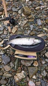 Rainbow Trout caught by Jeremy Bernardo