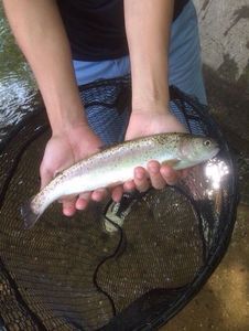 Rainbow Trout