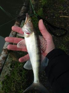 Zander