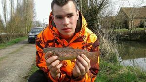 Brown Trout