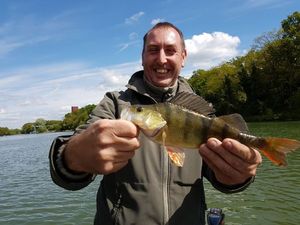 European Perch