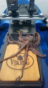 Common Octopus