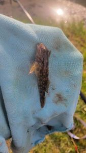 Round Goby