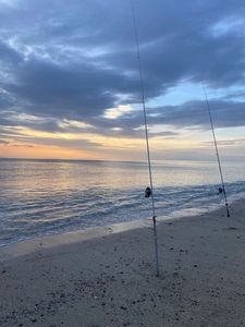 European Bass (Seabass)