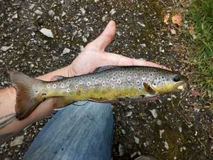 Brown Trout