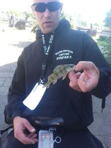 European Perch