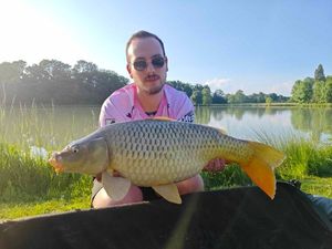 Common Carp