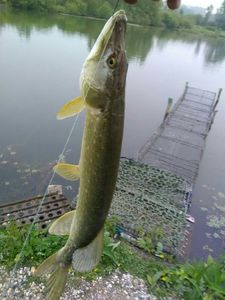 Northern Pike