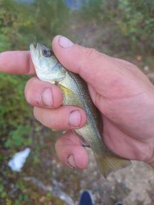 Largemouth Bass