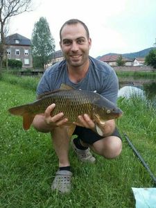 Common Carp