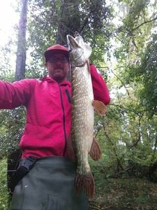 Northern Pike