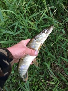 Northern Pike