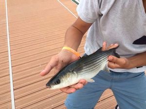 Thicklip Grey Mullet
