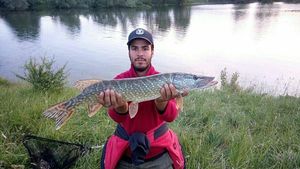 Northern Pike