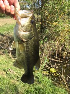 Largemouth Bass