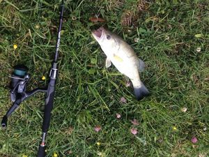Largemouth Bass