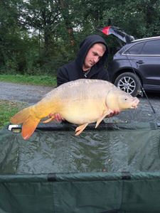 Mirror Carp