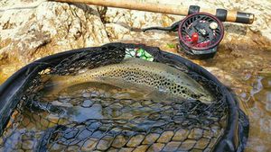 Brown Trout