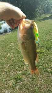 Largemouth Bass
