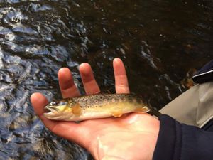Brown Trout