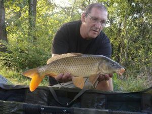 Common Carp