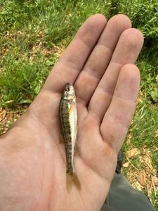 Common Minnow