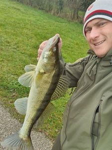 Zander
