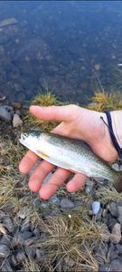 Rainbow Trout