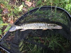Northern Pike