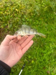 European Perch