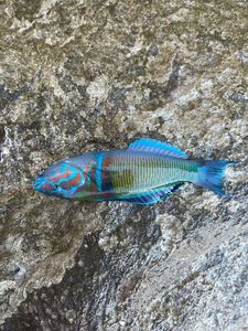 Ornate Wrasse
