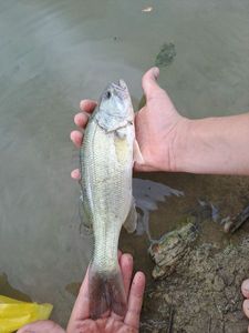 Largemouth Bass
