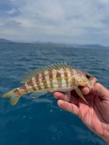 Kelp Bass (Calico)