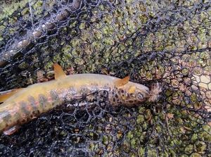 Brown Trout