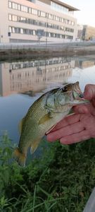 Largemouth Bass