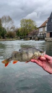 European Perch