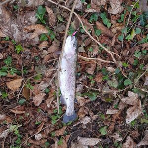 Rainbow Trout
