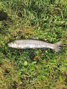 Rainbow Trout