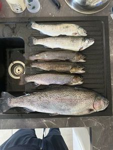 Rainbow Trout