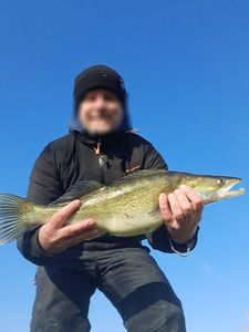 Zander