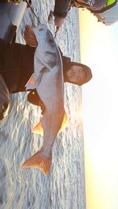 European Bass (Seabass)