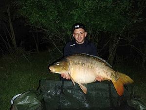Mirror Carp