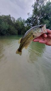 Largemouth Bass