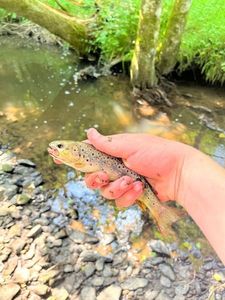 Brown Trout