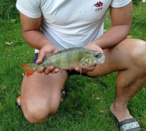 European Perch
