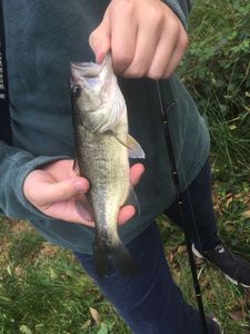 Largemouth Bass