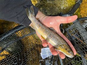 Brown Trout